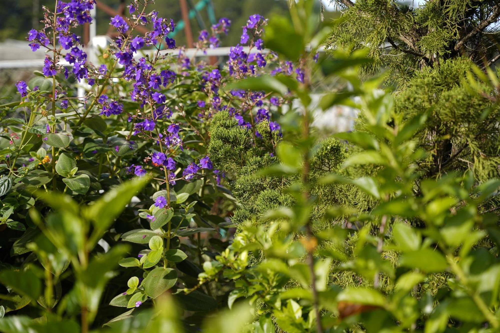 Greeneco Da Lat Hotel - Khach San Green Eco Da Lat Zewnętrze zdjęcie