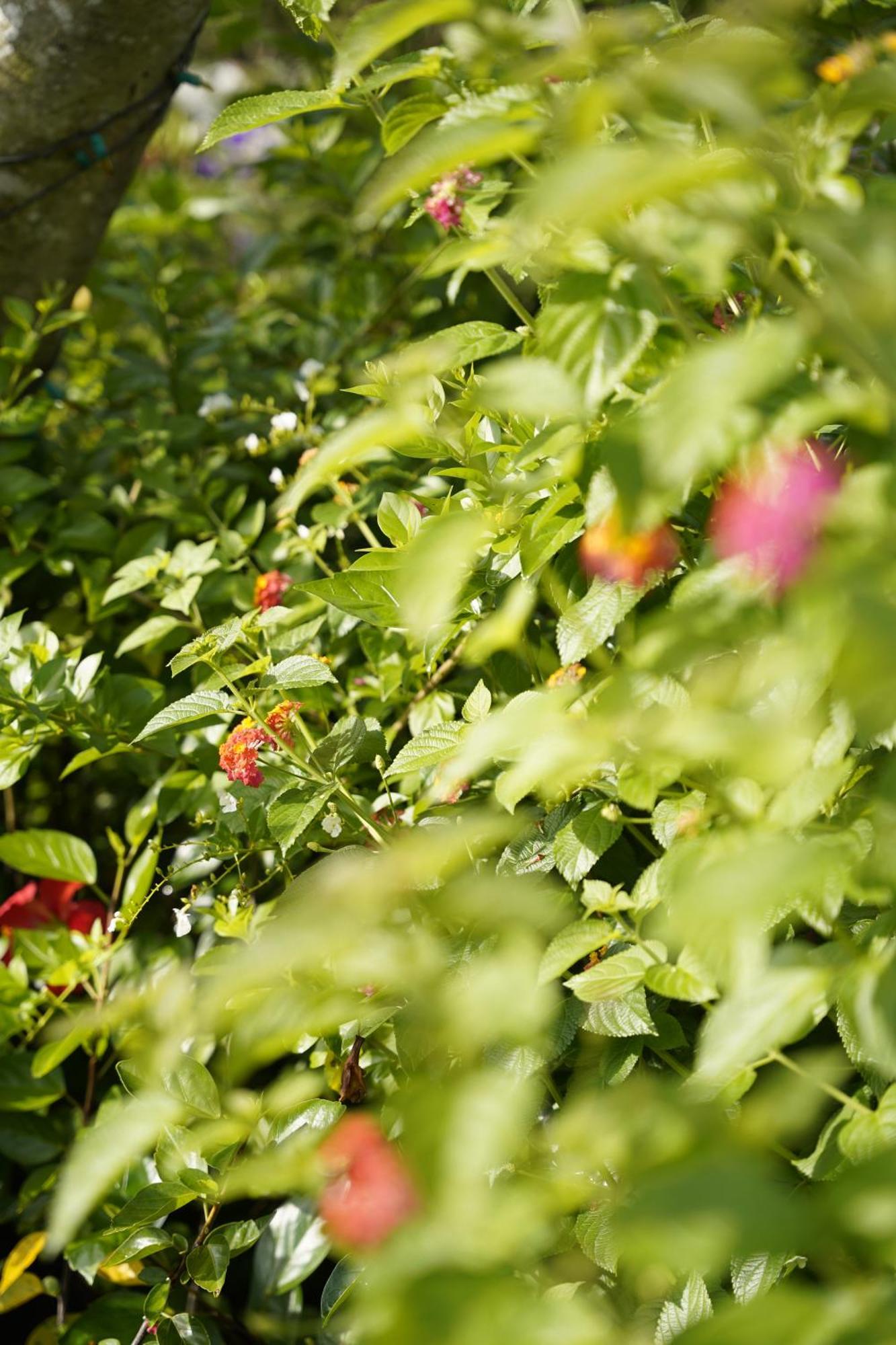 Greeneco Da Lat Hotel - Khach San Green Eco Da Lat Zewnętrze zdjęcie